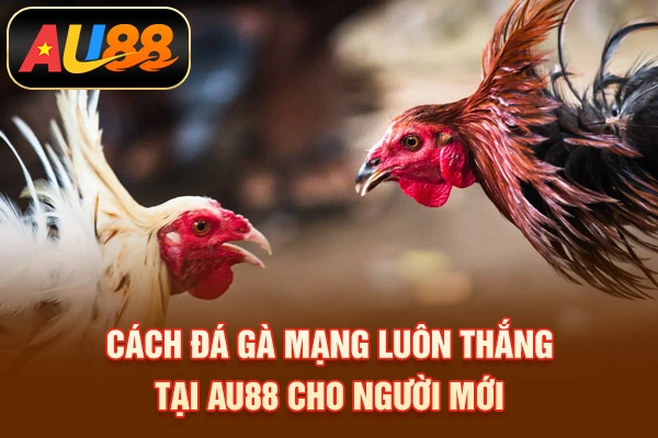 Đá gà mạng